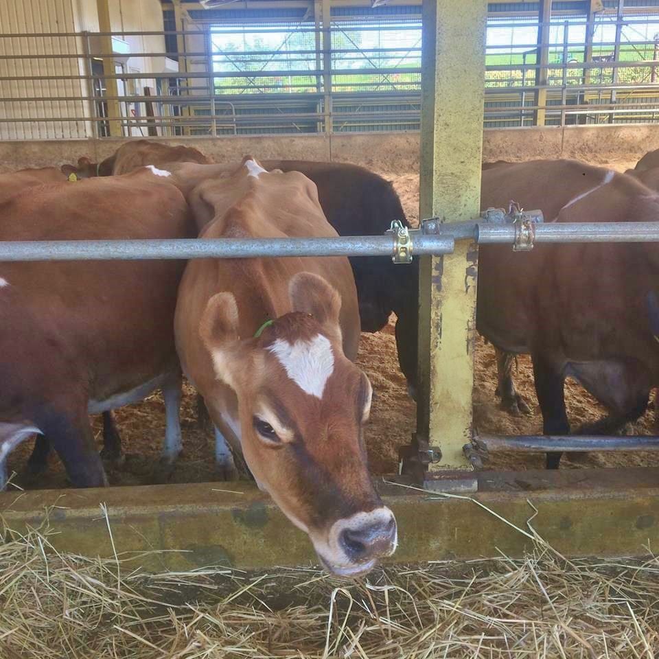 美瑛町のジャージー牛