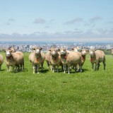 さっぽろ羊ヶ丘展望台にて『ゴールデンウィークイベント2021』が4月29日(木)より開催！「羊の毛刈り」などを実施