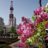 札幌市が『さぁ！まわろうSAPPORO～見どころ施設無料化月間～』を実施！観光施設を無料開放！