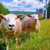 ルスツリゾートに羊たちを放牧した新しいエリア『ひつじひろば』が7月23日(木)に誕生！