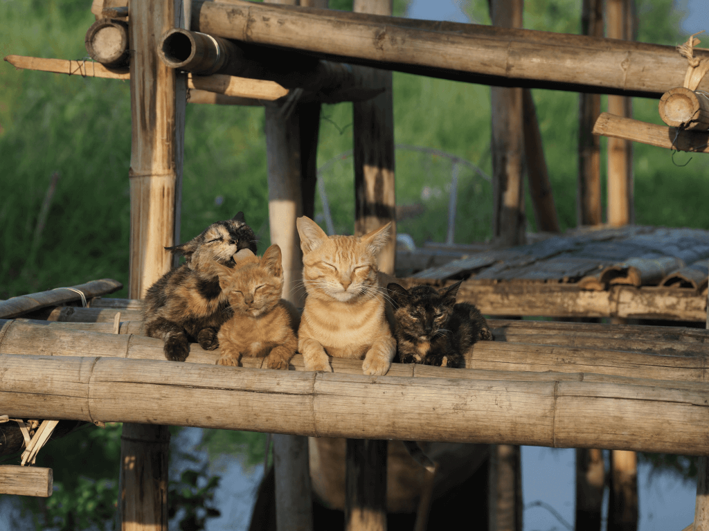 写真展 劇場版　岩合光昭の世界ネコ歩き　あるがままに、水と大地のネコ家族