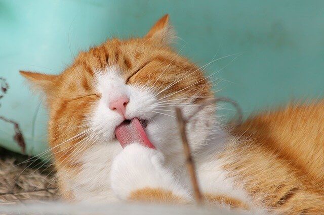 ねこ