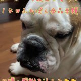 東区にあるMIGNON.(ミニョン)が『ふわぱん全品半額キャンペーン』を開催！