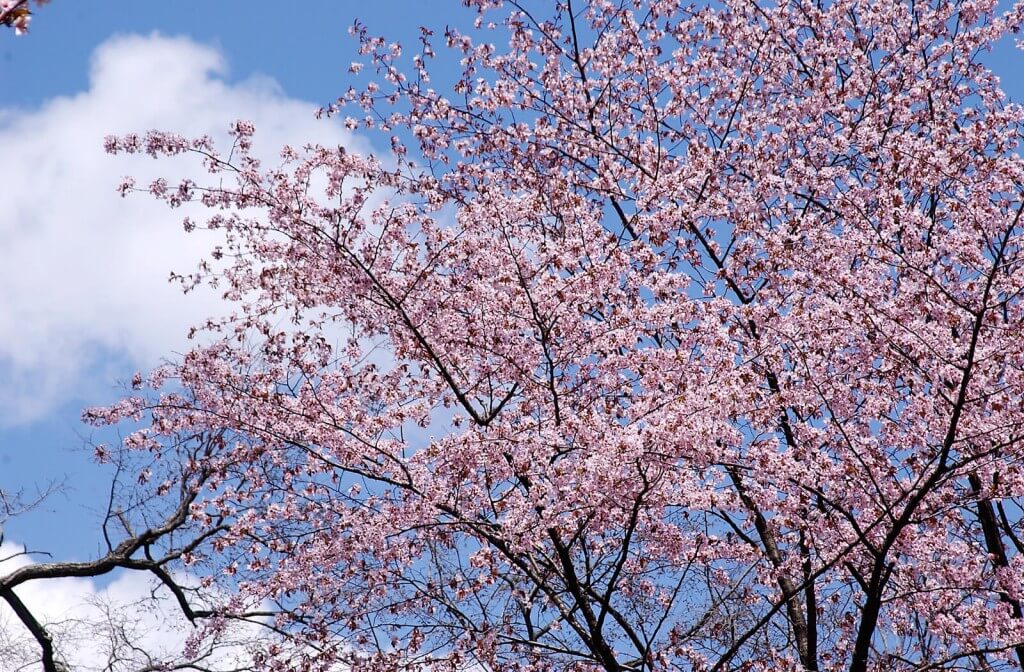 札幌市が昨年と同様に花見時期の円山公園での火器使用を禁止に 豊平川河川敷においてもバーベキューを利用中止にすると発表しました 札幌リスト