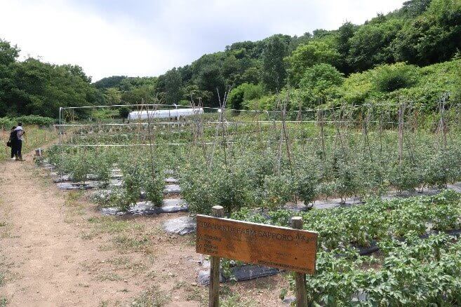 札幌パークホテル-自然栽培の自社農園『グランビスタファーム サッポロ』