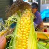 北海道の農林水産物“送料補助キャンペーン”を開始！「北海道旬直」にて 干ばつにより不作となった『訳ありとうもろこし』が発売！
