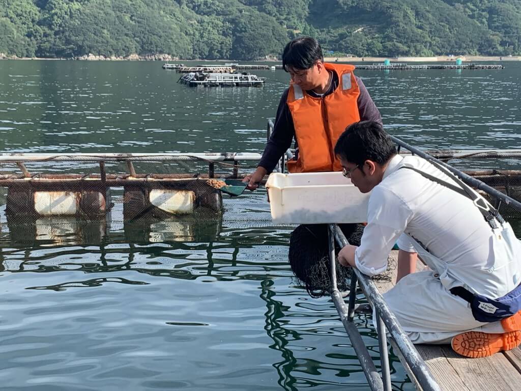 くら寿司-天然魚魚育(うおいく)プロジェクト