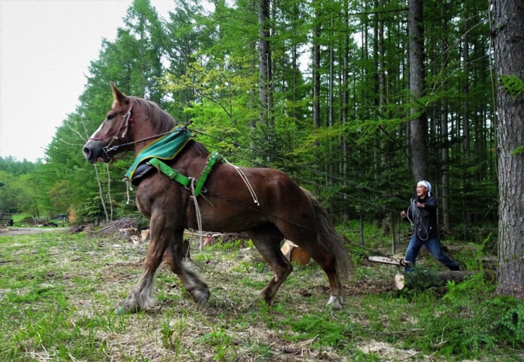 大丸札幌『Happy Moliday ハッピー・モリデイ』-森林や畑で地域の人々と働く馬の姿