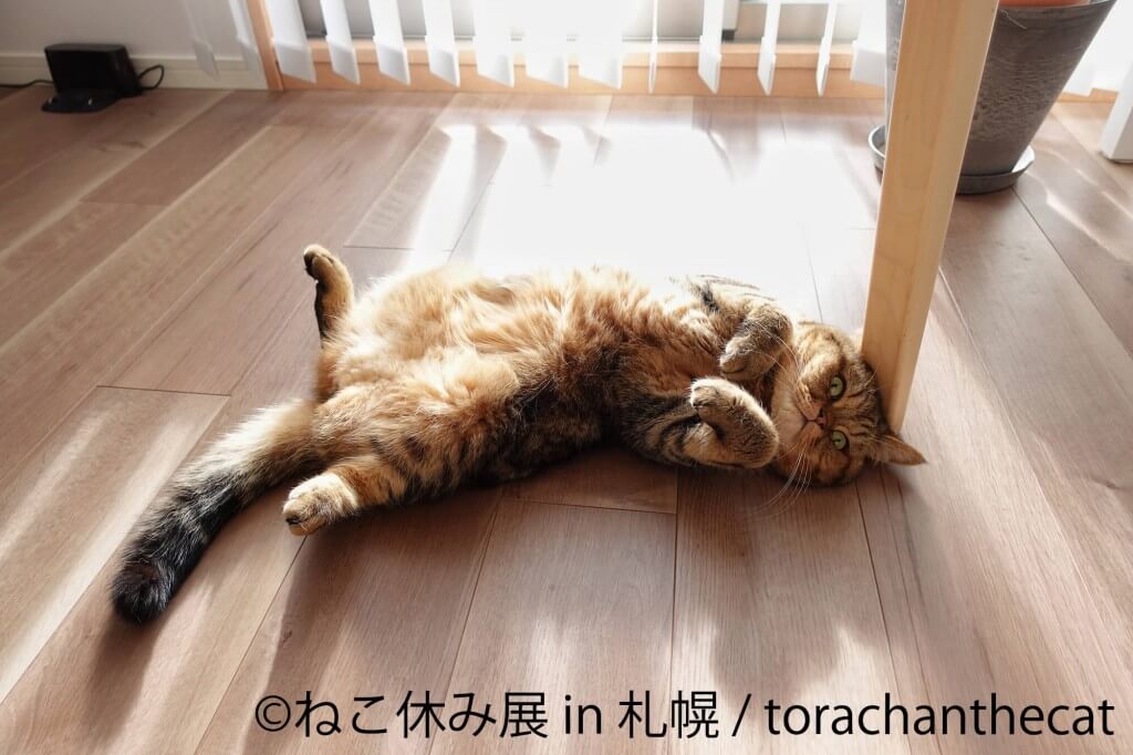 ねこ休み展 in 札幌-torachanthecat