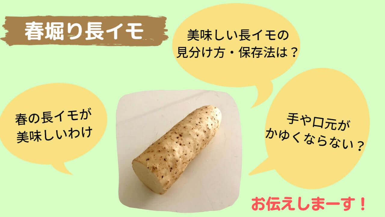北海道の野菜ソムリエ-オンライン教室『味わいつくそう 春の長イモ』