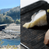 銀のさらにて高知県産『うなぎ白焼き』と『藁焼きシイラ』が7月15日(金)より発売！