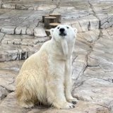 センチュリーロイヤルホテルが札幌市円山動物園のホッキョクグマ「デナリ」に敬老の日特別給餌を実施！