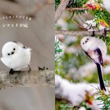 雪の妖精“シマエナガ”のすべてを解説する『とことんエナガ・シマエナガ』が11月30日(水)より発売！
