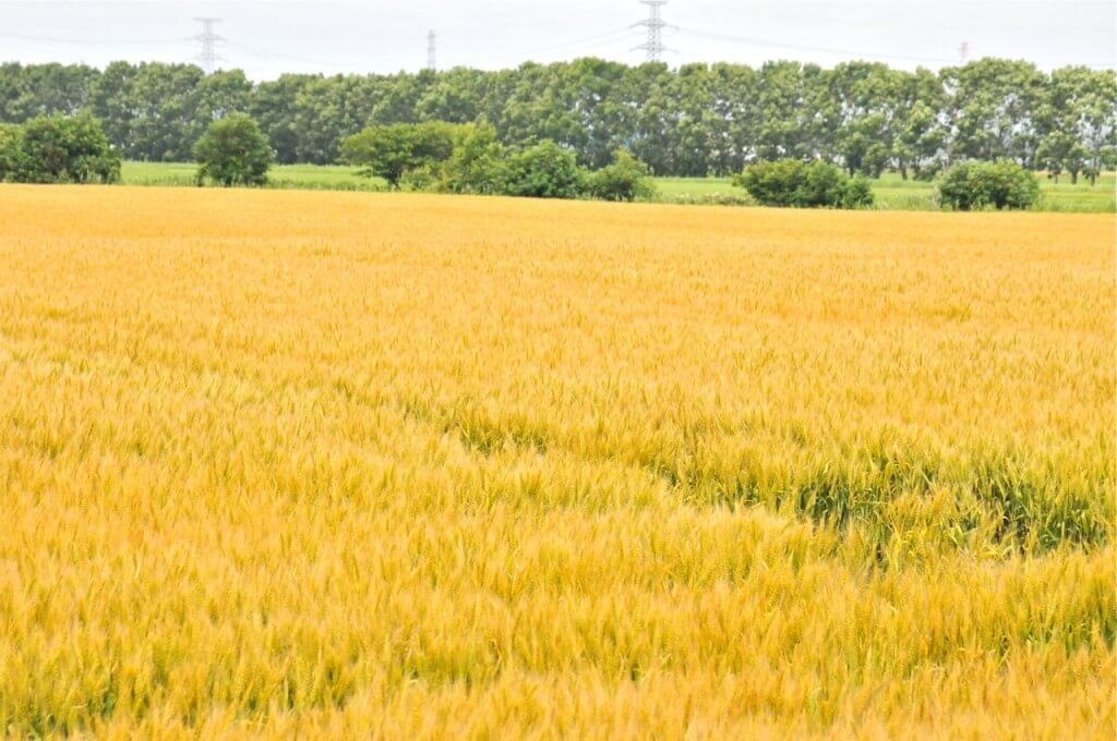 北海道の小麦畑
