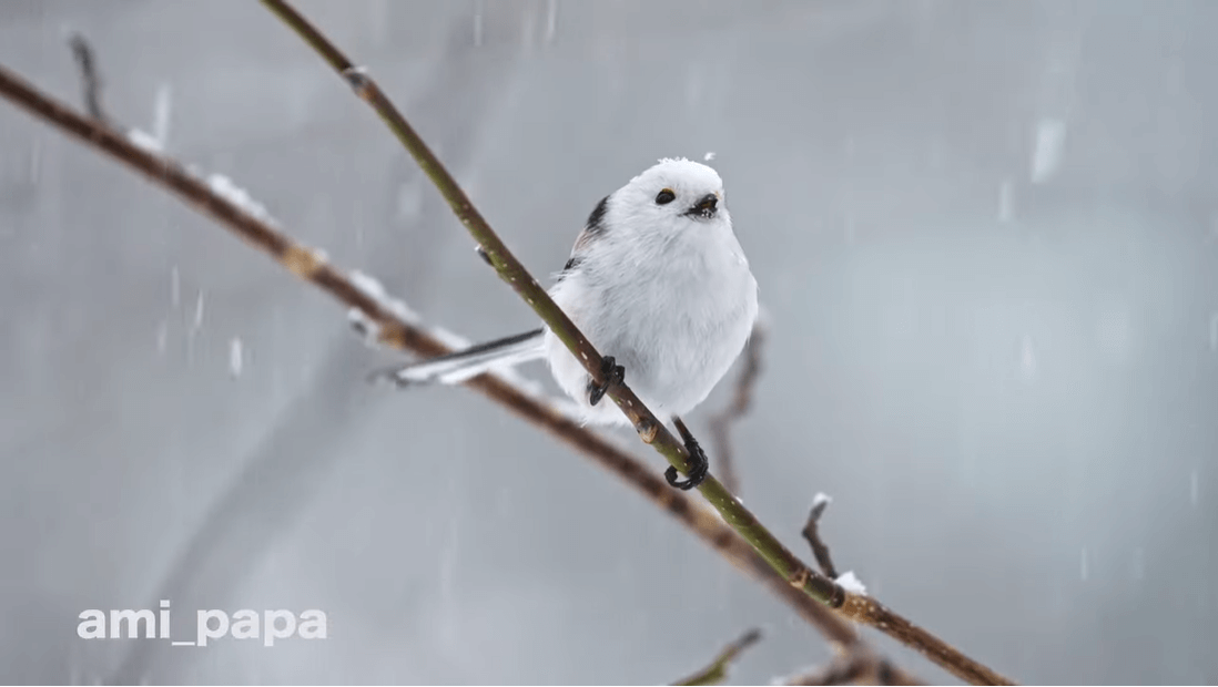 HBC北海道放送のYouTubeチャンネル『北海道かわいい動物チャンネル』-雪降りシマエナガがかわいすぎる