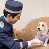札幌パークホテルにて愛犬と一緒に宿泊可能な『ドッグフレンドリープラン』が1月16日(月)より利用可能に！ワンちゃん用のアメニティも用意