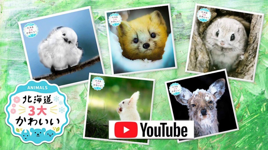 HBC北海道放送のYouTubeチャンネル『北海道かわいい動物チャンネル』