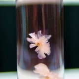 紅櫻蒸溜所クラフトジン『9148#0396 SAKURA』が3月3日(金)より発売！一凛の桜の花を瓶内に詰め込んだ春限定クラフトジン