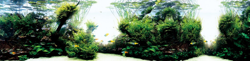 AOAO SAPPOROの『ネイチャーアクアリウム』-水面に浮かぶ睡蓮と奥行きの深い水景