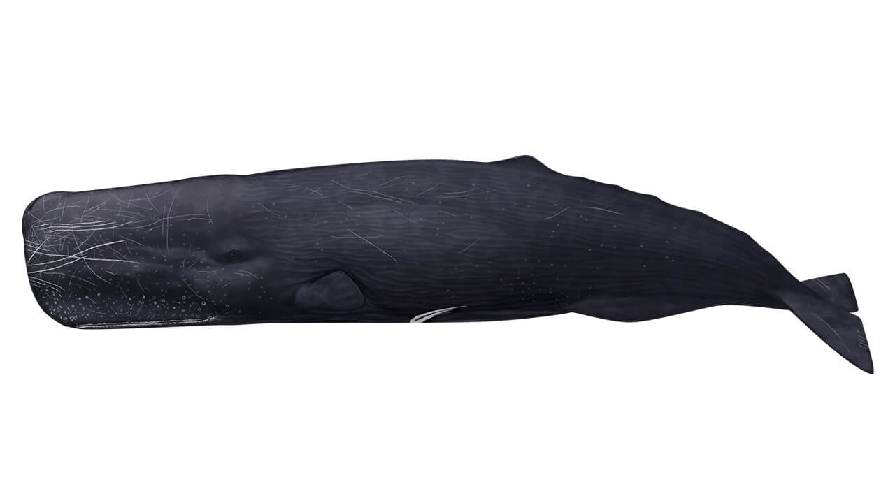 AOAO SAPPORO(アオアオ サッポロ)の『BLUE ROOM(ブルールーム)』-マッコウクジラ