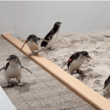 AOAO SAPPORO-フェアリーペンギンの常設展示