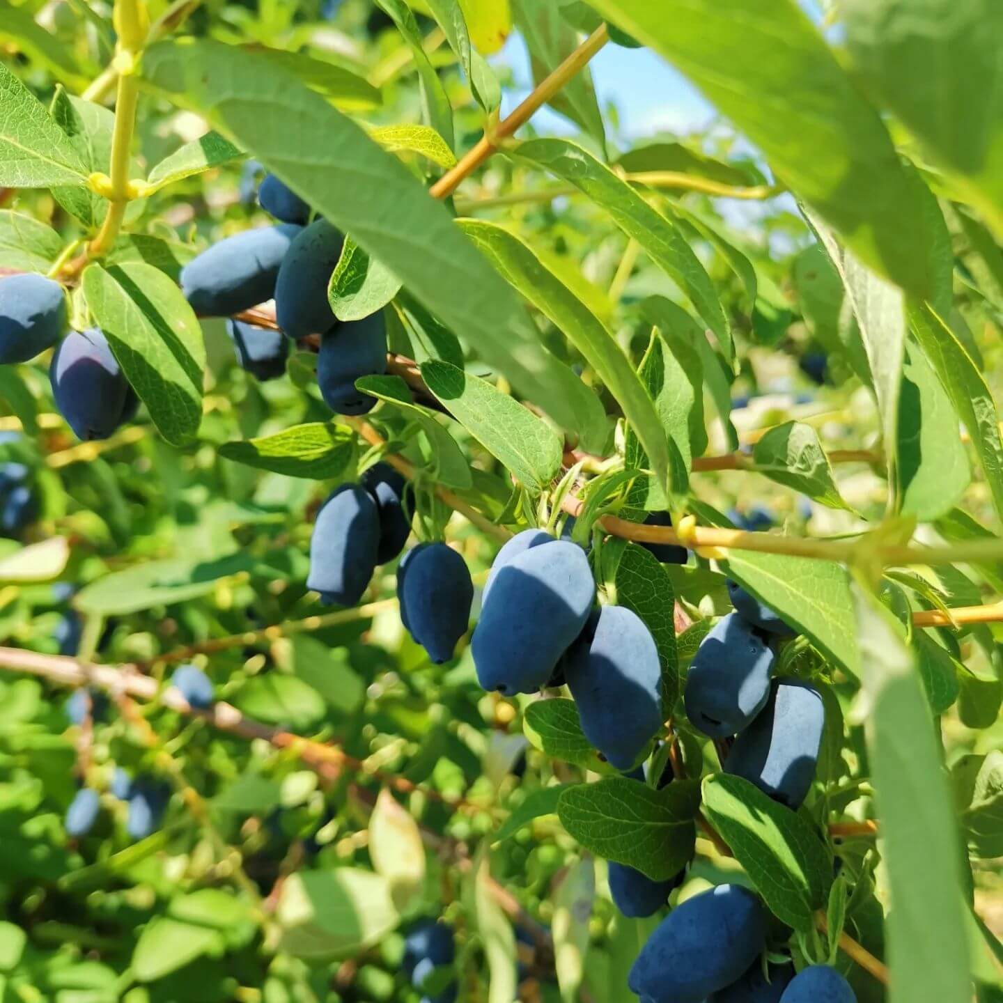 パティスリーラネージュ-ハスカップ