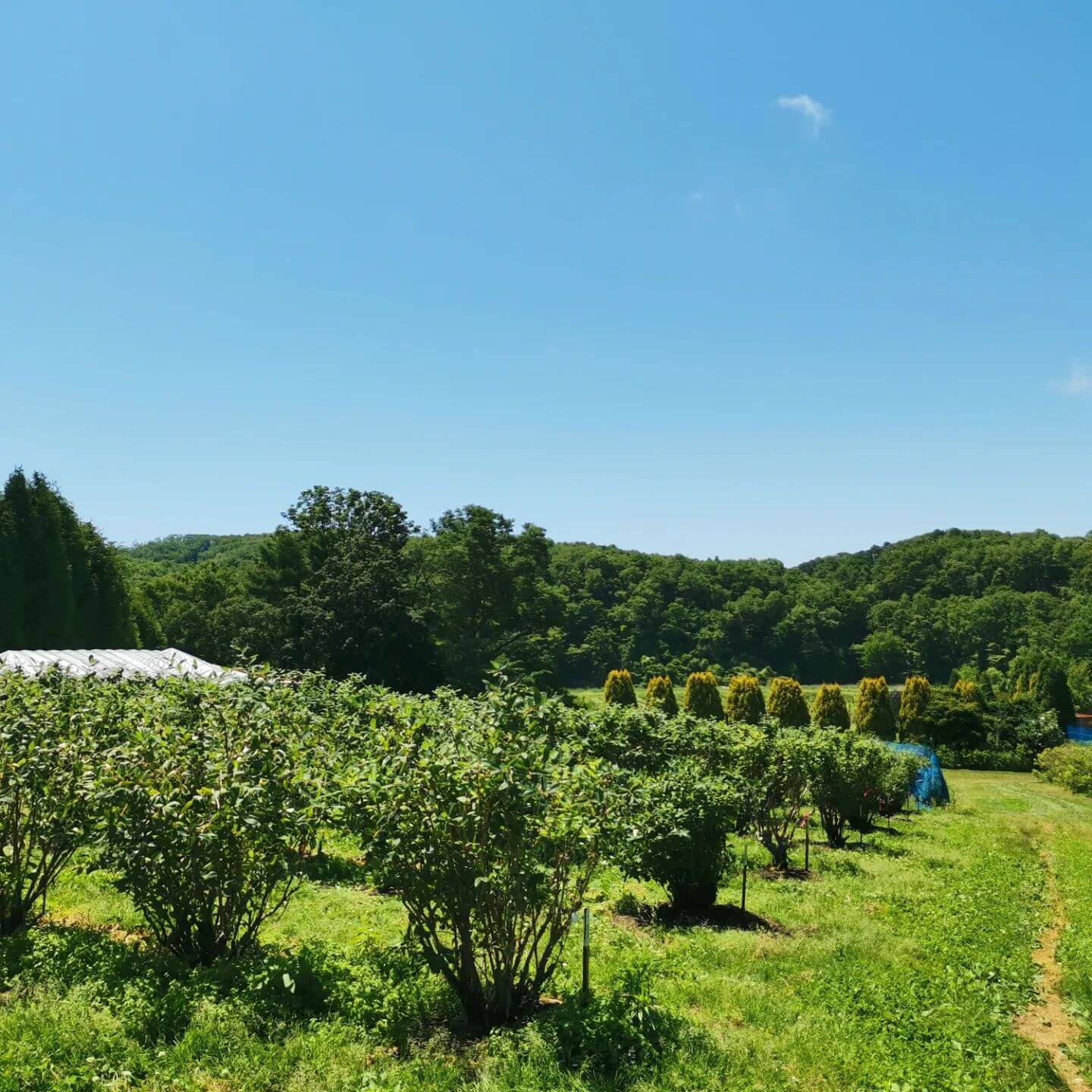 パティスリーラネージュ-ハスカップ