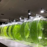 都市型水族館「AOAO SAPPORO」にて生きた“海藻”の生育過程を観察できる展示をシーベジタブルが監修！