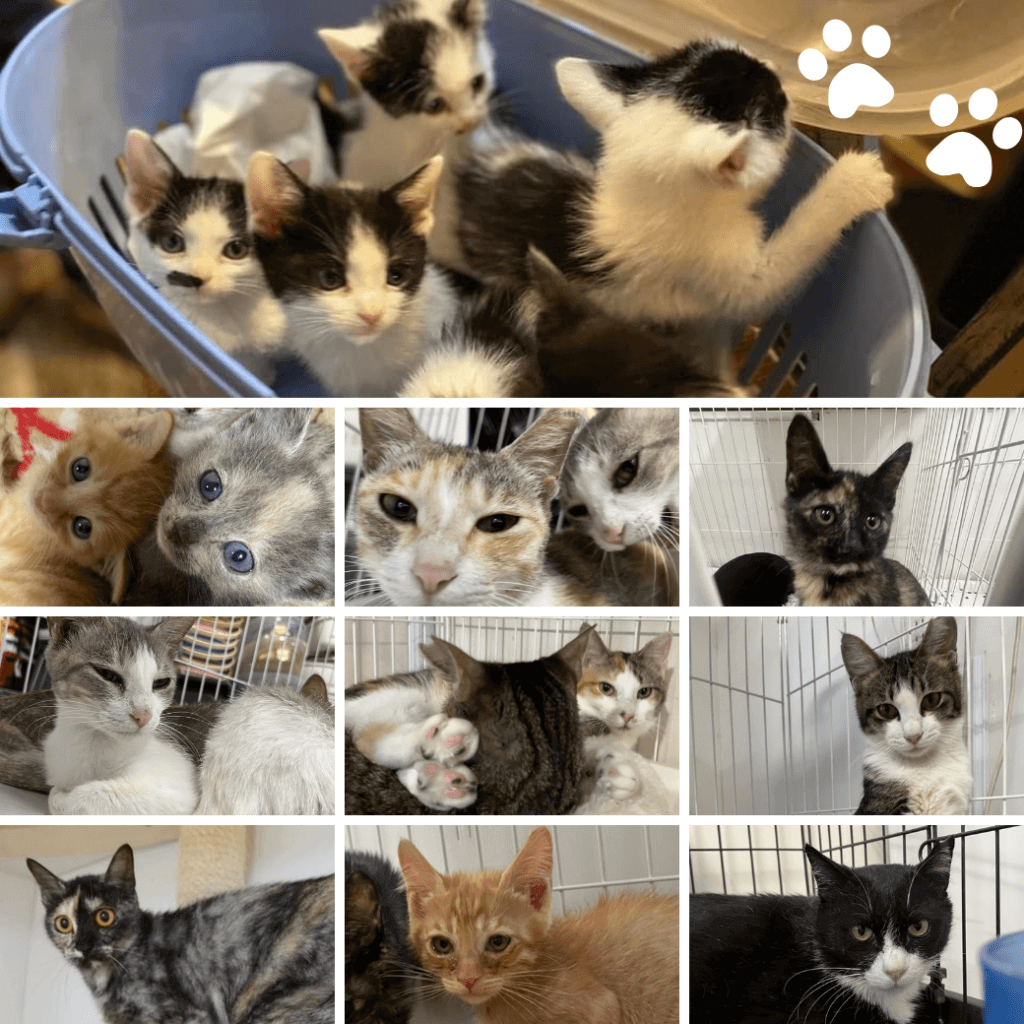 株式会社ジョンソンホームズ×NPO団体ツキネコ北海道の『猫の譲渡会』