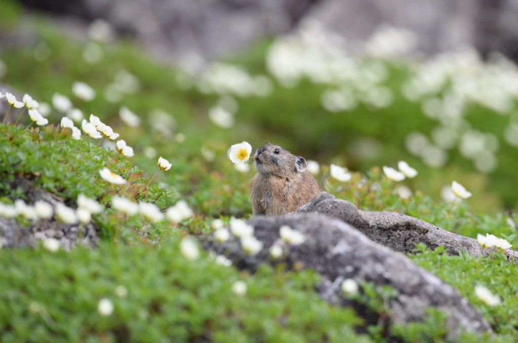 佐藤圭写真集　秘密の絶景in北海道-花はご馳走　エゾナキウサギとチングルマ