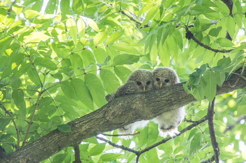 佐藤圭写真集　秘密の絶景in北海道-若葉の頃　エゾフクロウの雛たち