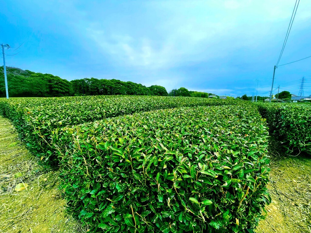 静岡県産「やぶきた茶」