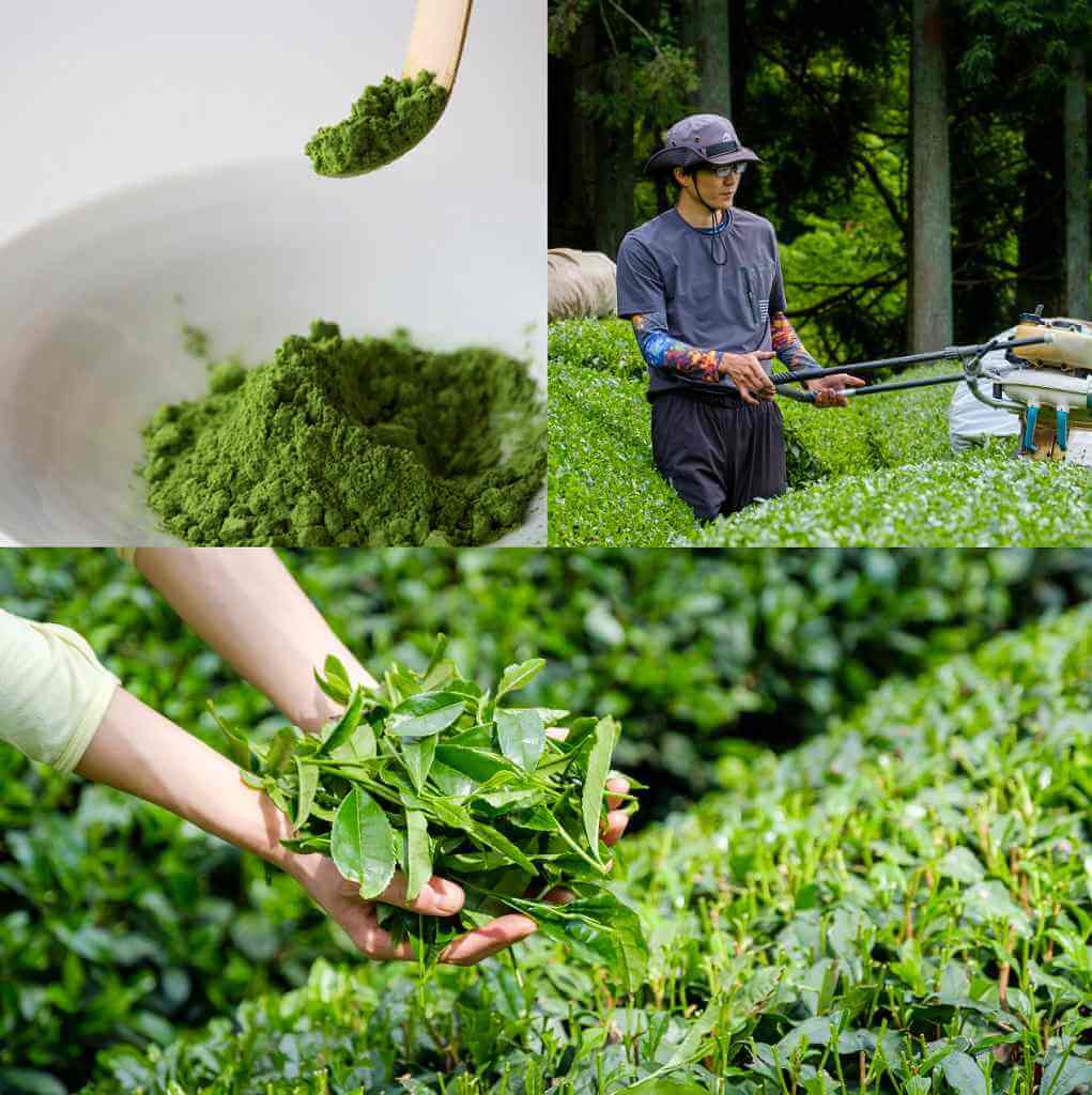 d:matcha-自家栽培抹茶100％使用