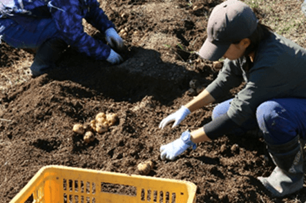 札幌パークホテル-自社農園「グランビスタファーム サッポロ」(過去の収穫時の様子)