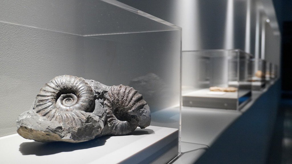 AOAO SAPPOROの『昔と今をつなぐ海の化石』