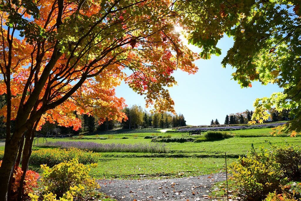 国営滝野すずらん丘陵公園-カントリーガーデン周辺の紅葉風景　2023年10月22日撮影