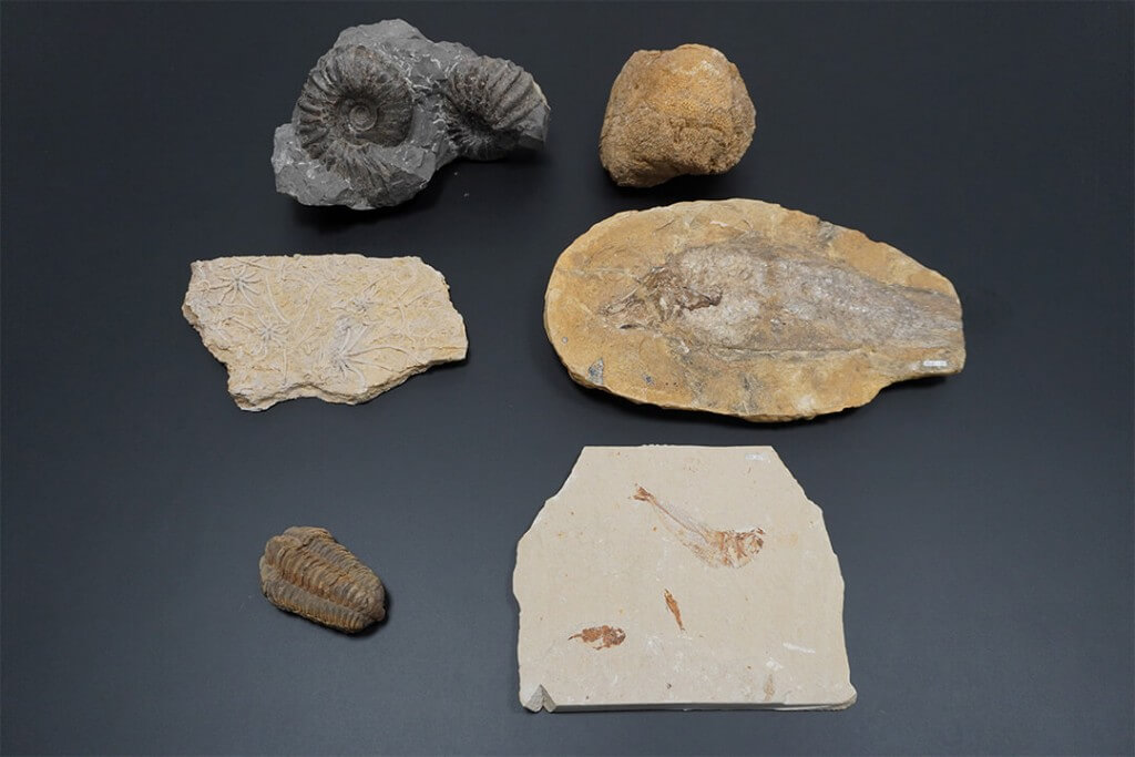 AOAO SAPPOROの『昔と今をつなぐ海の化石』-展示する6点の化石