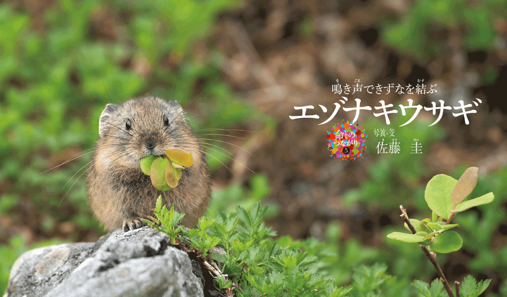 『鳴き声できずなを結ぶ エゾナキウサギ』