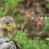 北の大地の人気者「エゾナキウサギ」の暮らしを紹介する写真絵本『鳴き声できずなを結ぶ エゾナキウサギ』が発売！