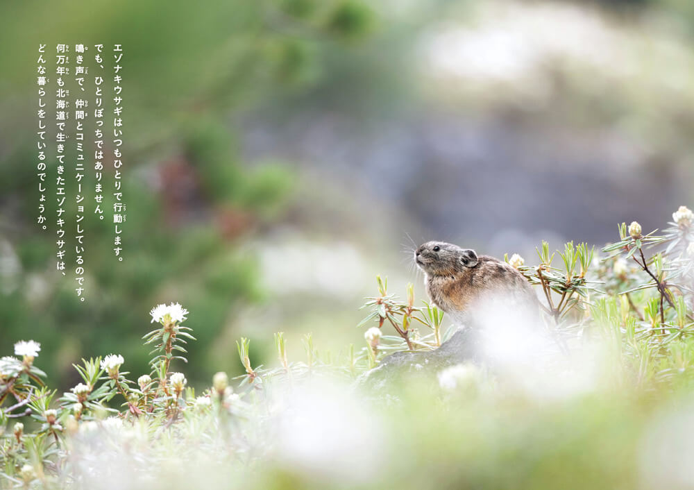 『鳴き声できずなを結ぶ エゾナキウサギ』