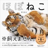 でっかい猫ちゃんみたいなネコ科の猛獣たちの写真集『ほぼねこ』が発売！