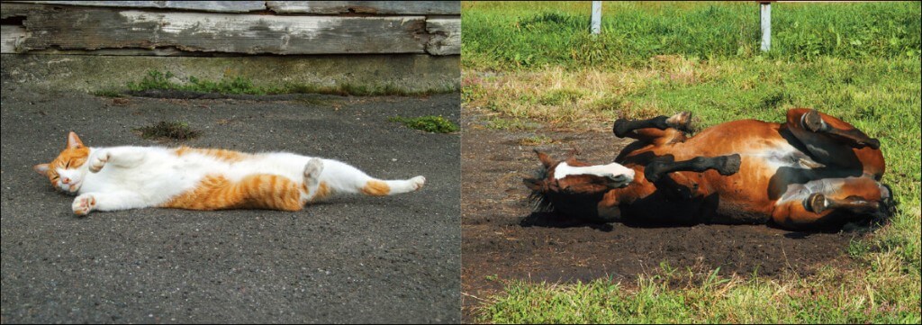 フォトブック『ボス猫メトとメイショウドトウ 引退馬牧場ノーザンレイクの奇跡』-メイショウドトウとメトの微笑ましい写真が満載