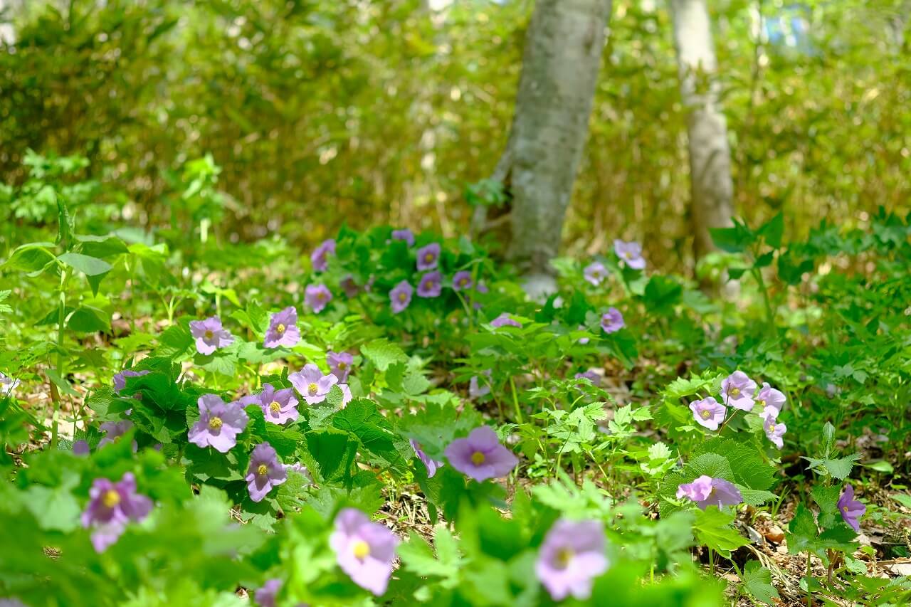 滝野すずらん丘陵公園の『グリーンシーズン』-シラネアオイと春の野の花まつり