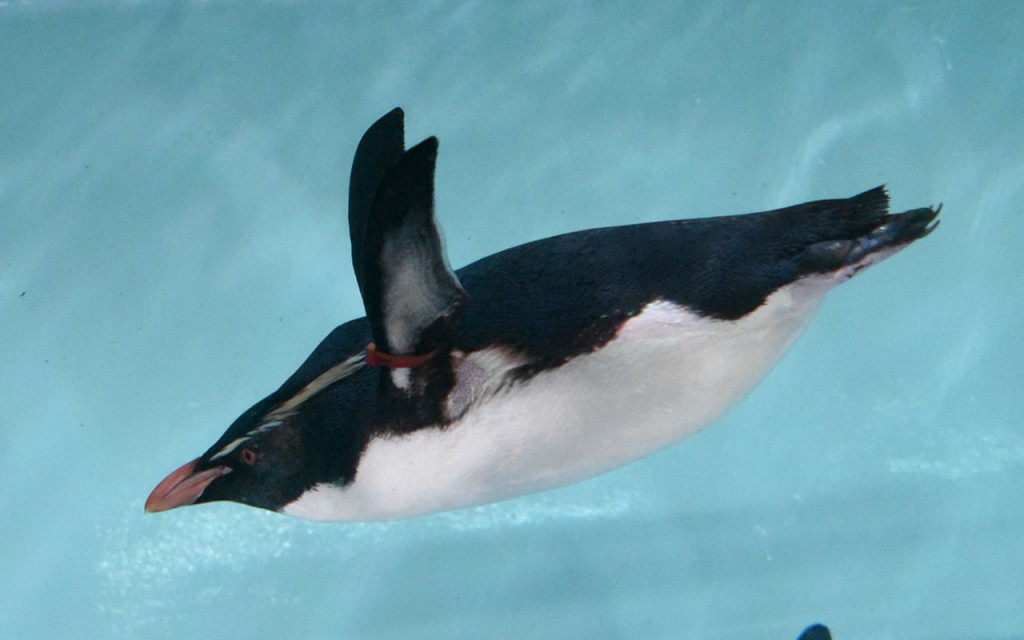 泳ぐ「キタイワトビペンギン」
