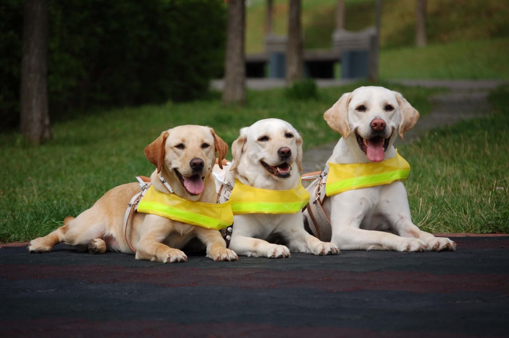 ニューオータニイン札幌の『ゴールデンウィーク盲導犬チャリティービュッフェ』-収益の一部を盲導犬協会に寄付