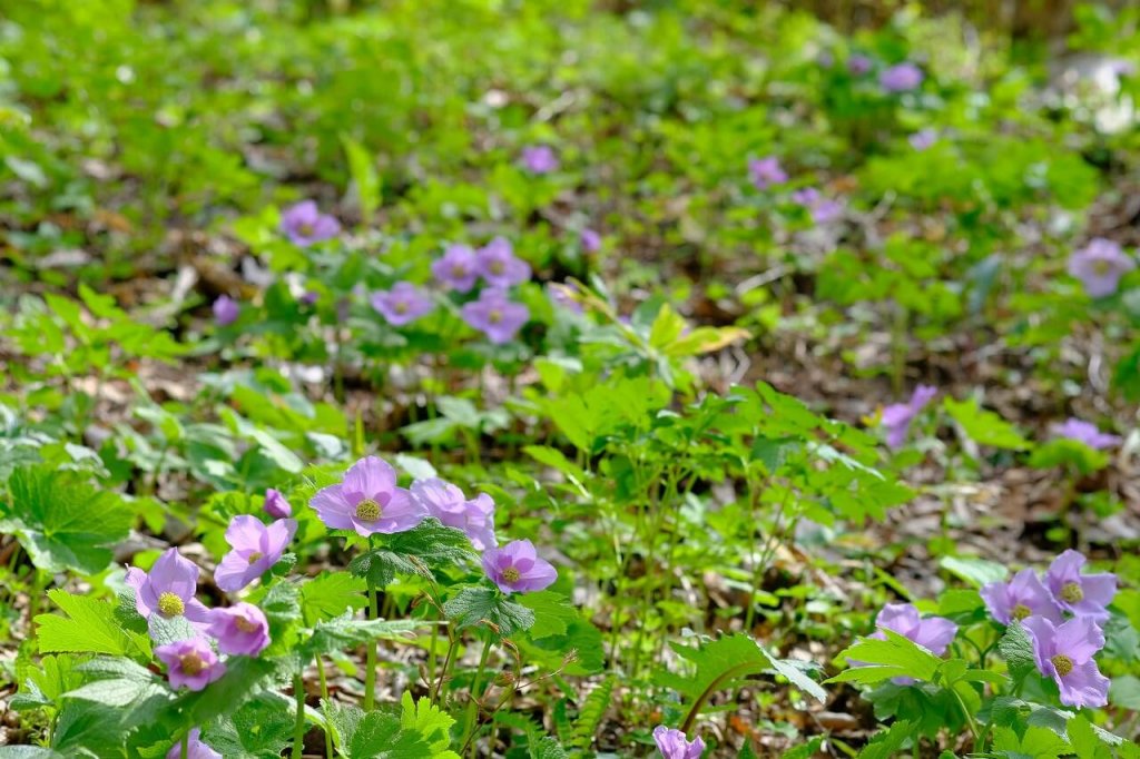 国営滝野すずらん丘陵公園の『シラネアオイと春の野の花まつり』