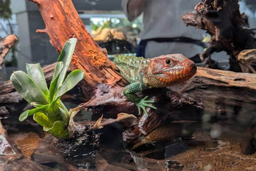 AOAO SAPPORO 赤と緑をテーマとした生物の2つの企画展-”赤い顔と緑の体“の「ガイアナカイマントカゲ」