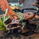 狸小路の都市型水族館「AOAO SAPPORO」にて赤と緑をテーマとした生物の2つの企画展を8月1日(木)より開催！7種の「トカゲ」が新登場