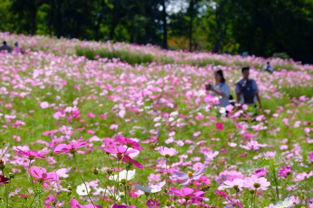 国営滝野すずらん丘陵公園-2023年のコスモスの様子