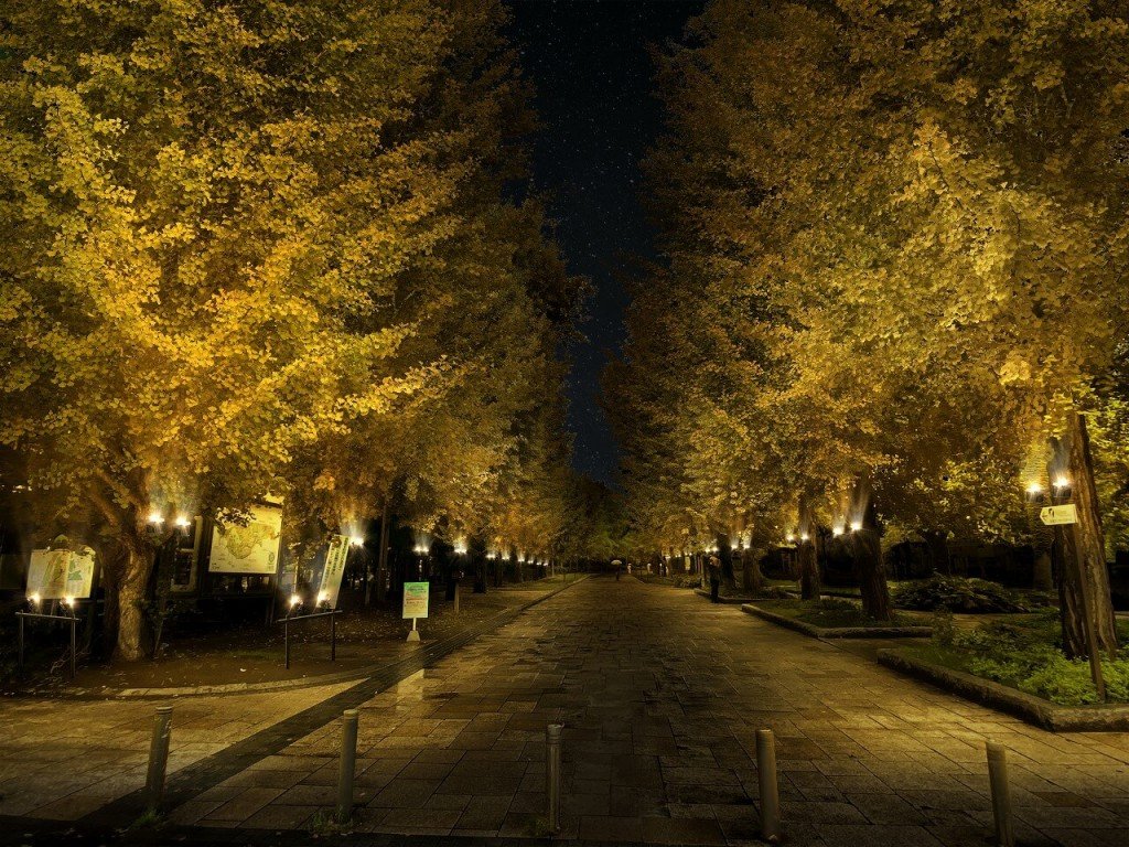 SAPPORO AUTUMN ILLUMINATIONS 中島公園紅葉ライトアップ